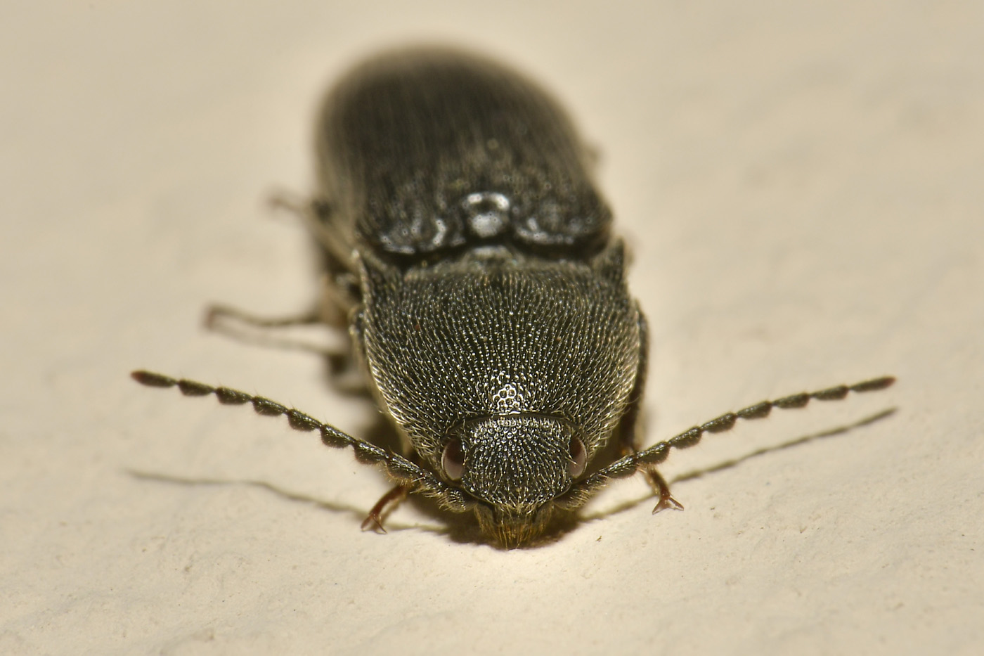 Elateridae: Melanotus sp?